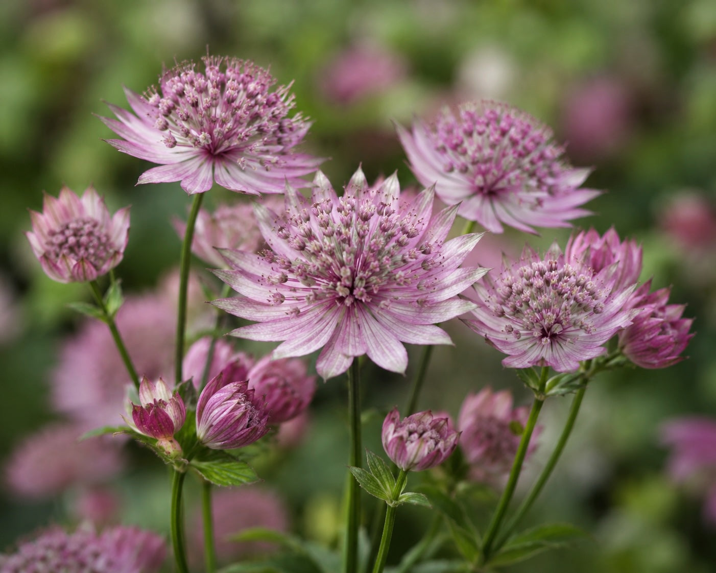 Astrantia (Geborgenheit) – 25 Stück