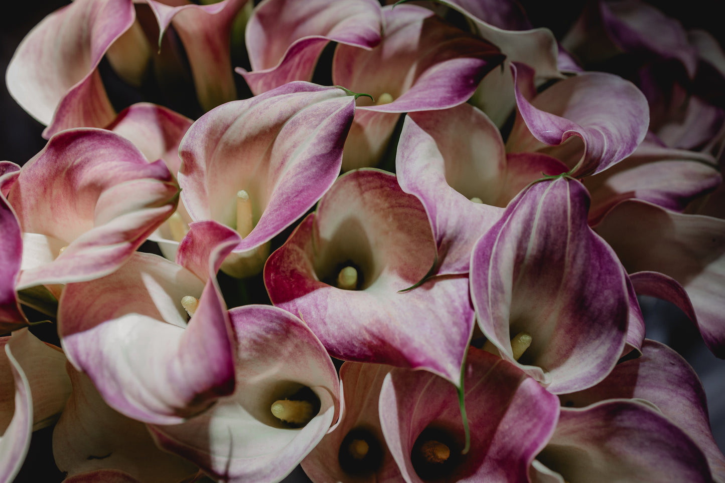Calla, apricot (Mitgefühl) – 10 Stück
