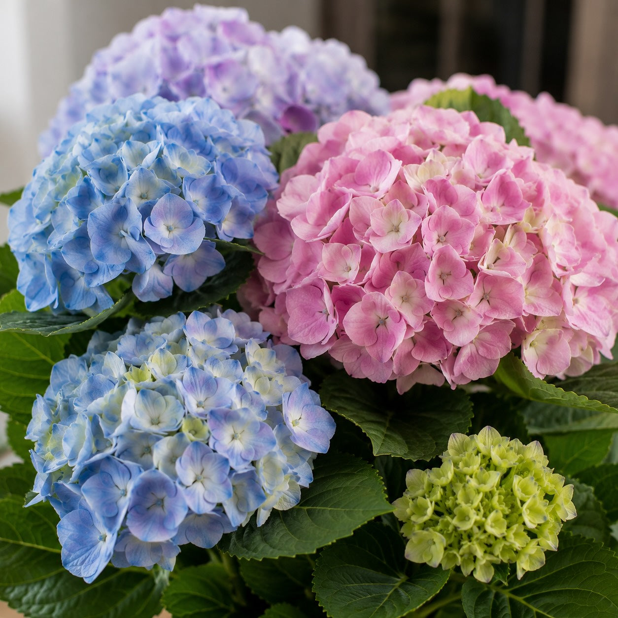 ⁠Hortensie (Dankbarkeit) – 5 Stück
