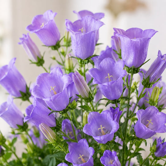 Campanula (Hoffnung) – 15 Stück