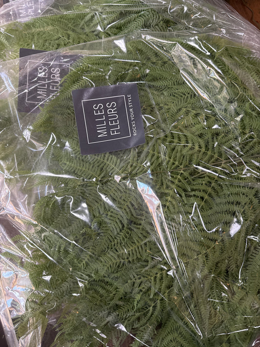 Haltbarer Farn - grün