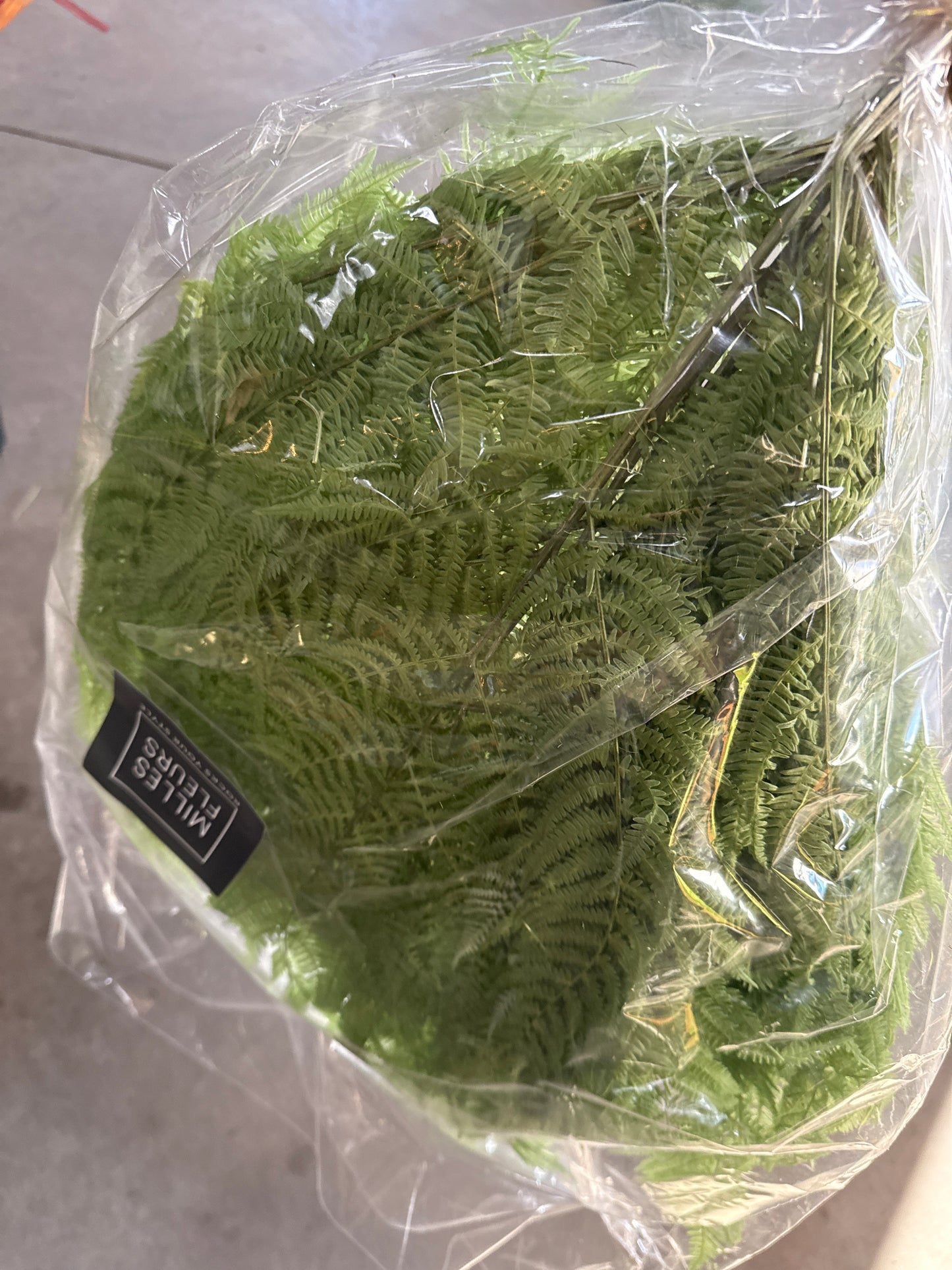 Haltbarer Farn - grün
