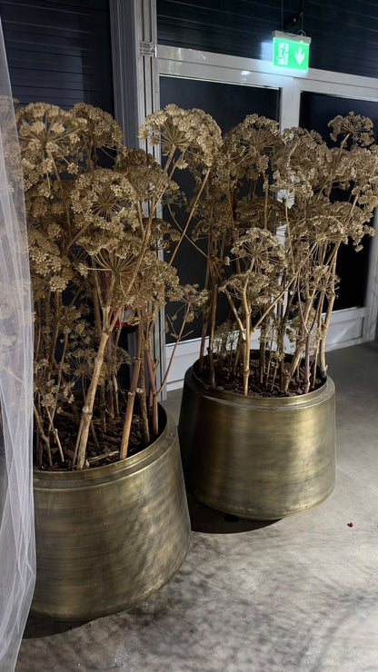 XXL Goldmetall Bodenvase inkl getrockneten Engelwurz