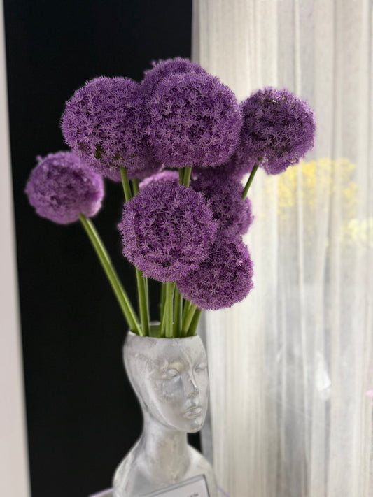 ⁠Allium, lila (Stärke) – 5 Stück