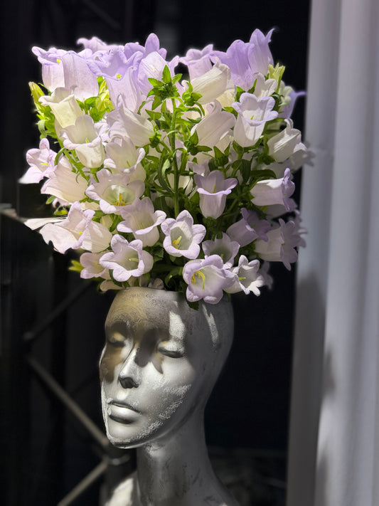 Campanula (Hoffnung) – 15 Stück