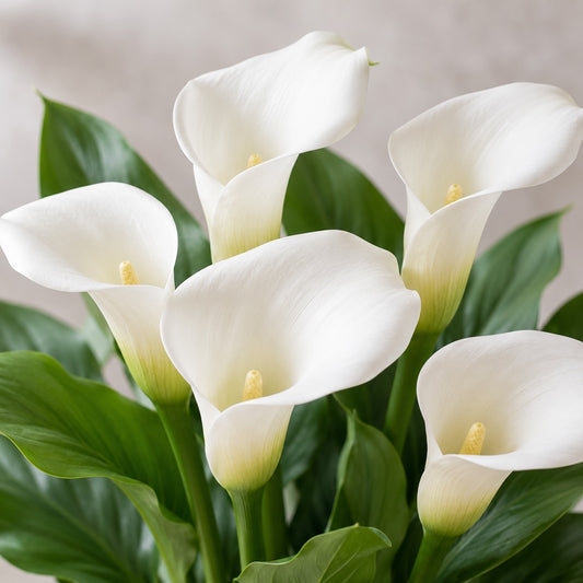 Calla, weiß (Mitgefühl) – 10 Stück