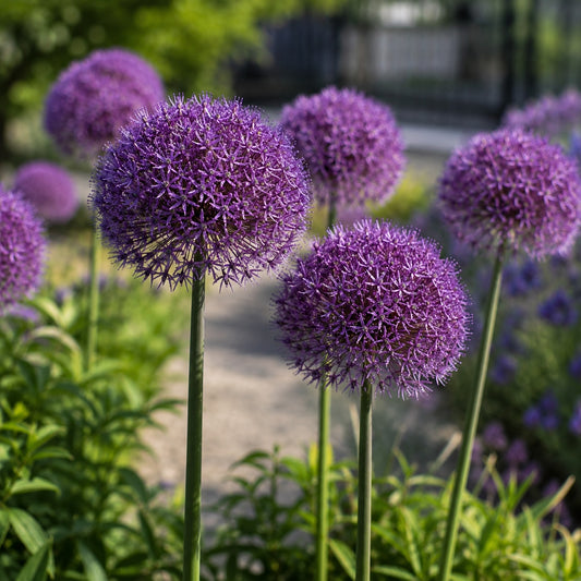 ⁠Allium, lila (Stärke) – 5 Stück